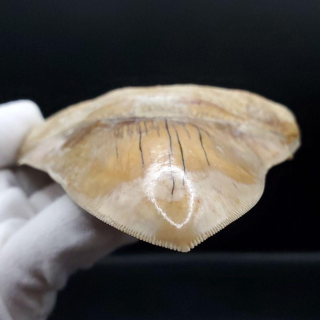 極上 メガロドン 歯 化石 本物 インドネシア 117.42mm mg6