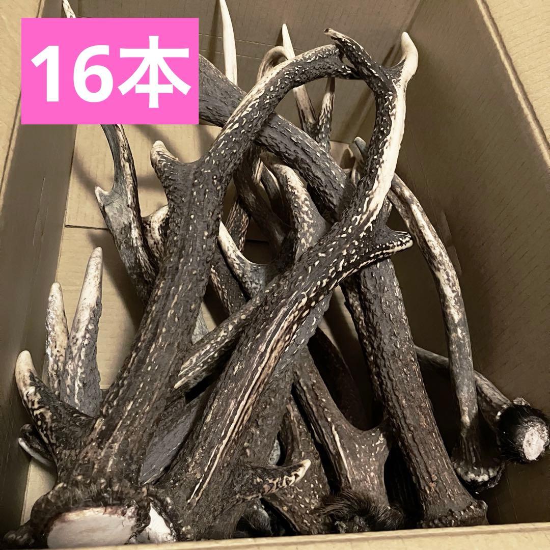 鹿の角 8対 (16本）鹿角