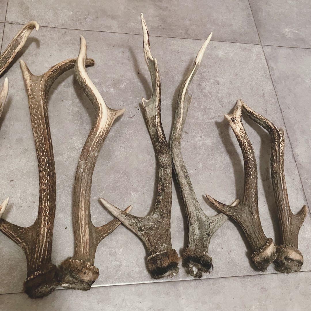 鹿の角 8対 (16本）鹿角