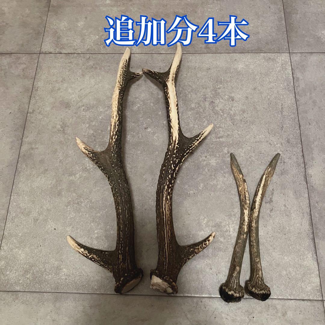 鹿の角 8対 (16本）鹿角