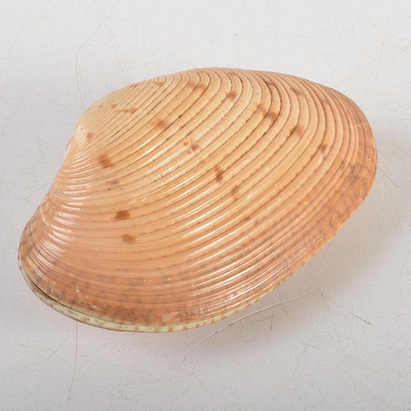 茶道具　正孝作　御所車絵　貝合わせ香合　堀内宗完(兼中斎)極め箱　C　6739