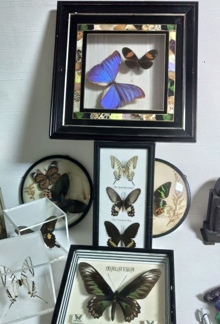 蝶　標本　モルフォ蝶　ツバメガ　アケボノアゲハ　その他まとめて　エ上