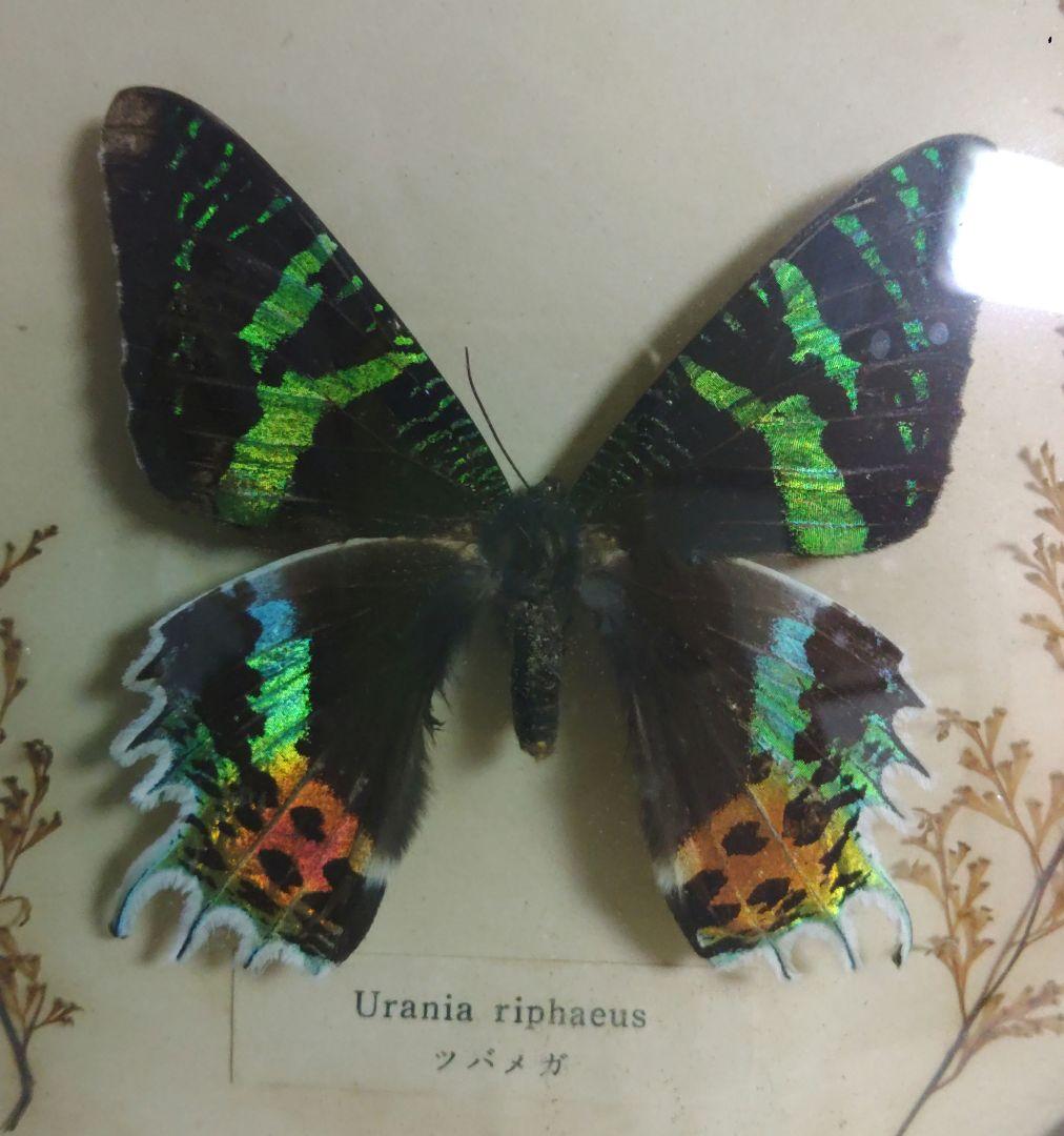蝶　標本　モルフォ蝶　ツバメガ　アケボノアゲハ　その他まとめて　エ上