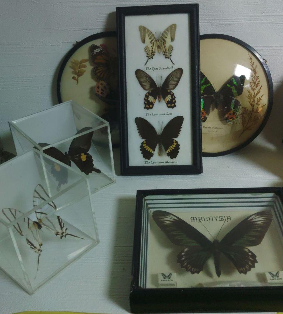 蝶　標本　モルフォ蝶　ツバメガ　アケボノアゲハ　その他まとめて　エ上