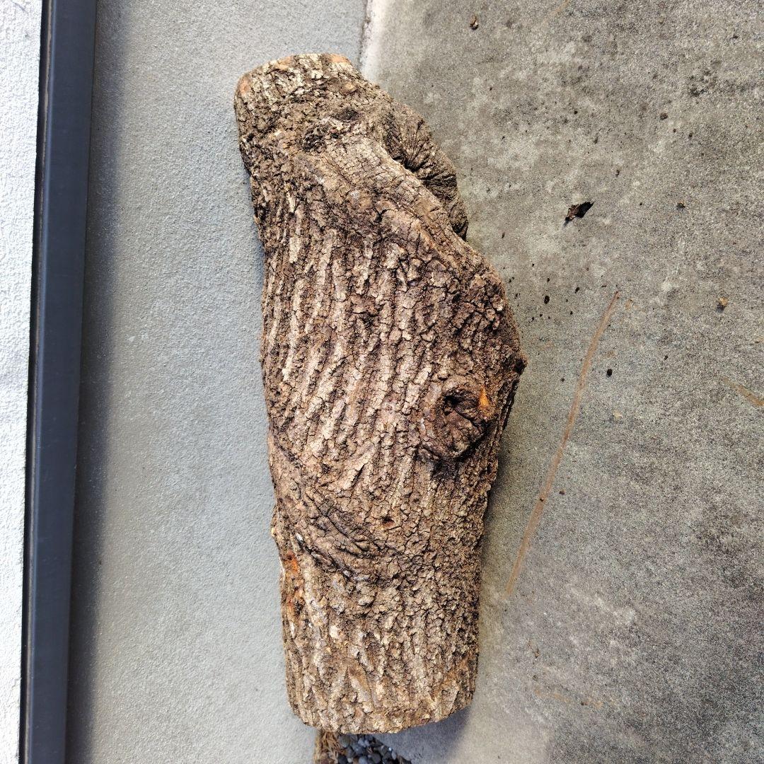 クヌギ　カブトムシ　クワガタ用