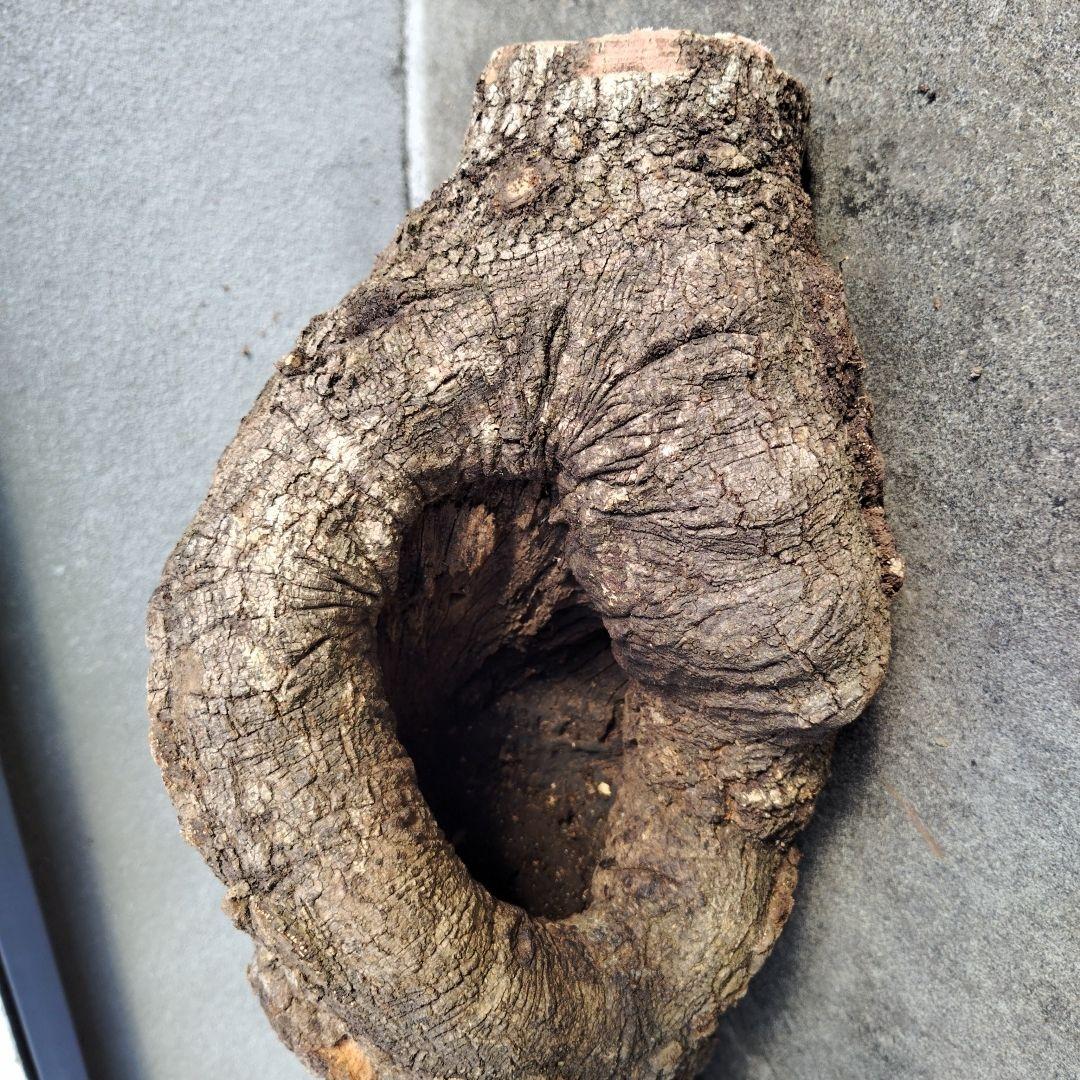 クヌギ　カブトムシ　クワガタ用