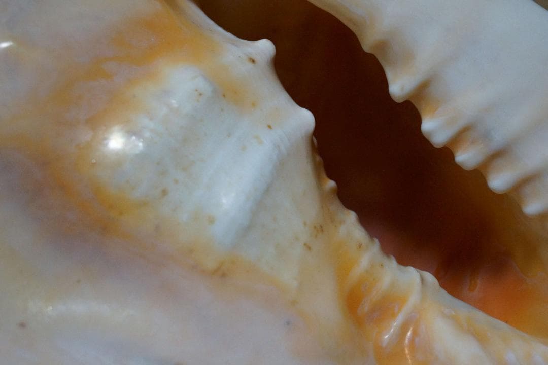 存在感バツグン！巨大型巻き貝トウカムリ貝 千年貝 オブジェ長30cm重さ2.8㎏