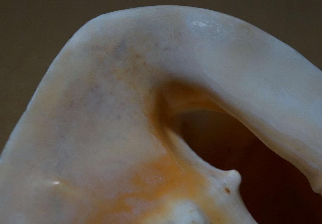 存在感バツグン！巨大型巻き貝トウカムリ貝 千年貝 オブジェ長30cm重さ2.8㎏