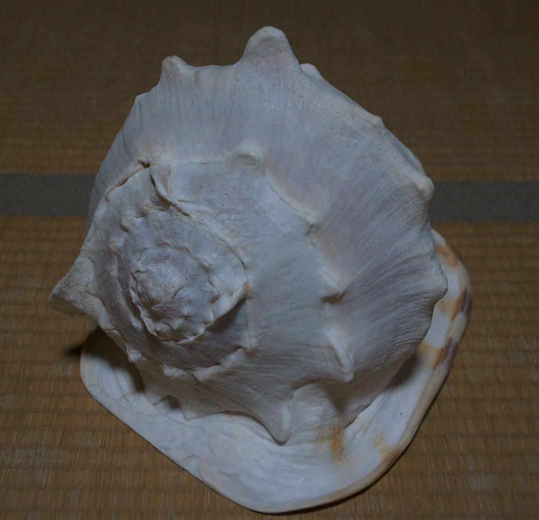 存在感バツグン！巨大型巻き貝トウカムリ貝 千年貝 オブジェ長30cm重さ2.8㎏