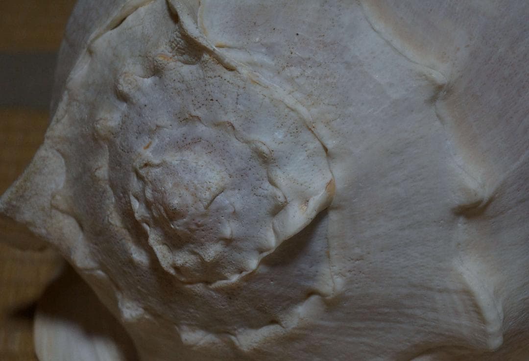 存在感バツグン！巨大型巻き貝トウカムリ貝 千年貝 オブジェ長30cm重さ2.8㎏