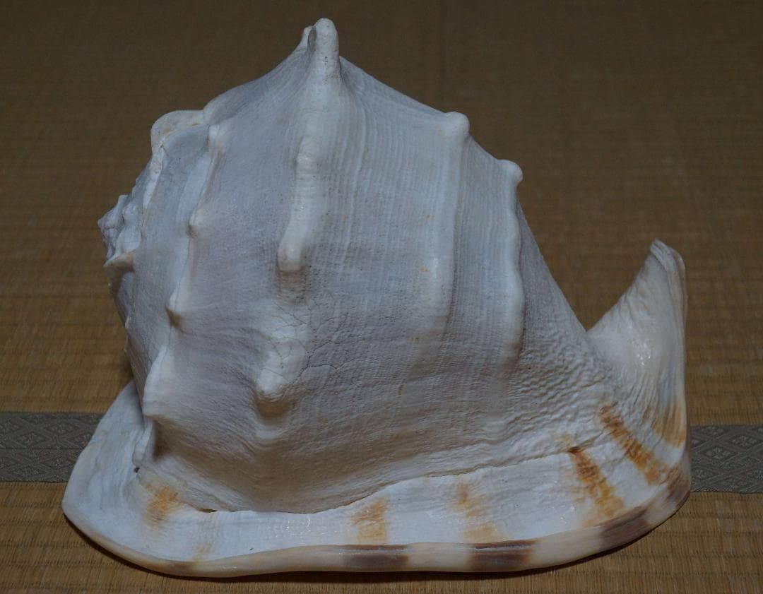 存在感バツグン！巨大型巻き貝トウカムリ貝 千年貝 オブジェ長30cm重さ2.8㎏