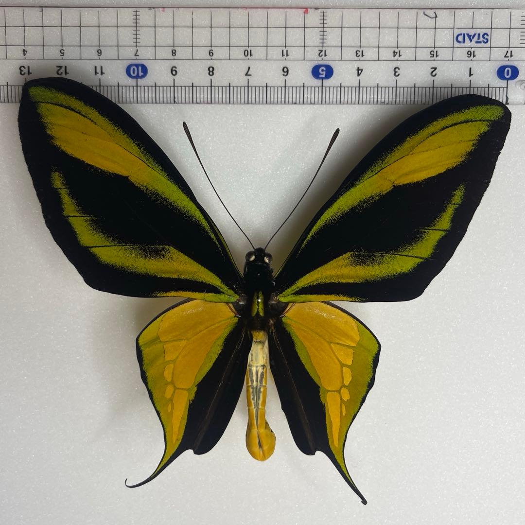 ゴクラクトリバネアゲハ♂標本
