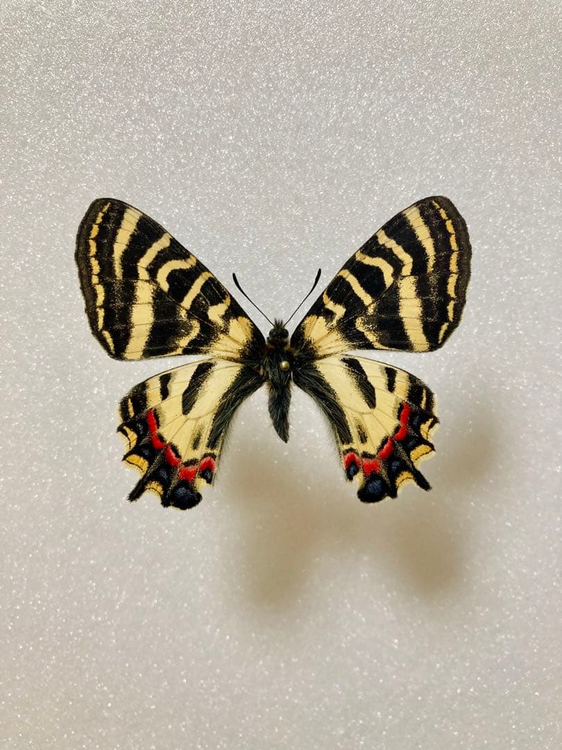 【飼育品】シナギフチョウ（1メス、四川省）