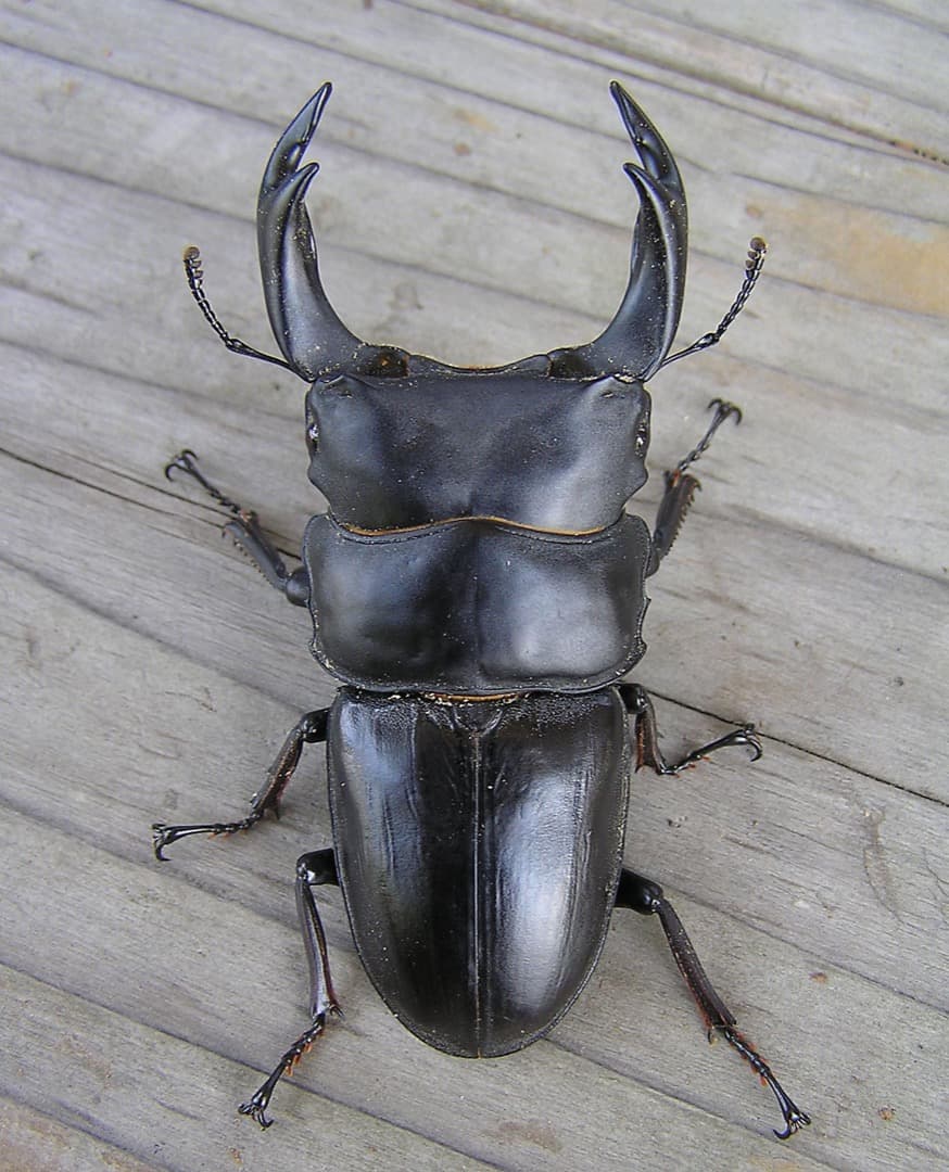 大型・美形クワガタ飼育用菌糸ビン　1500ml　24本セット（菌糸瓶）