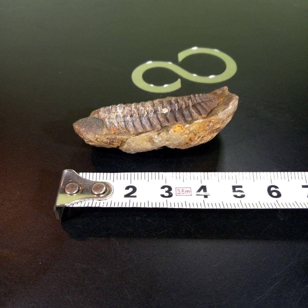 三葉虫　化石　fossil　ボリビア　trilobite　三葉虫綱　三葉虫管理⑤