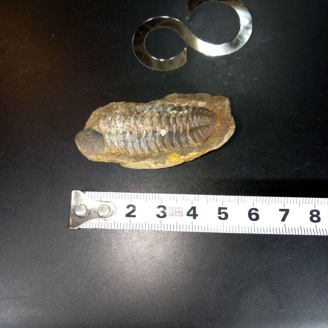 三葉虫　化石　fossil　ボリビア　trilobite　三葉虫綱　三葉虫管理⑤