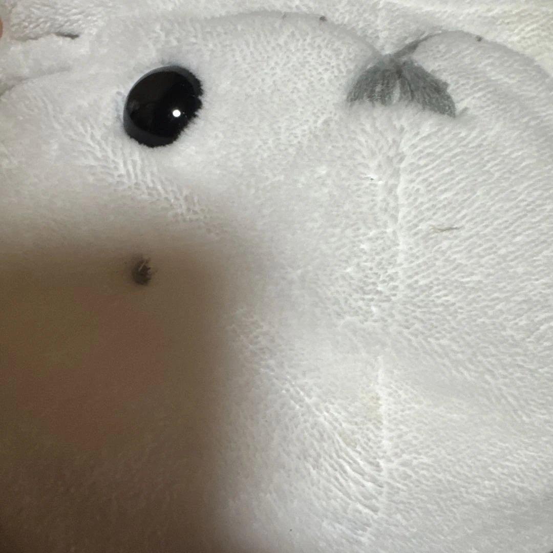 しろたん　20周年　復刻しろたん抱き枕　ぬいぐるみ