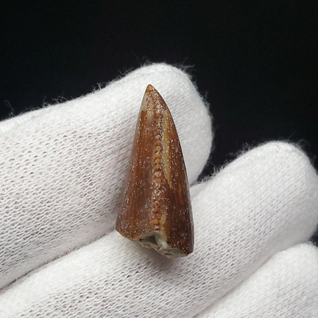 博物館級 マジュンガサウルス 恐竜 歯 化石 本物 19.30mm fr67