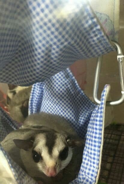 モモンガハウス(小花柄)  夏仕様  涼しい夏生地を使用❗️