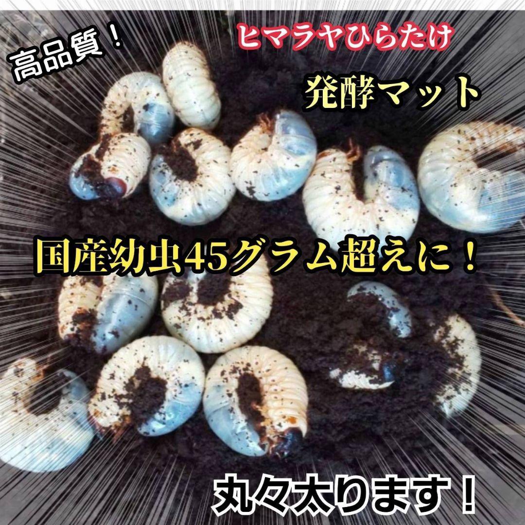 発酵マット入り！国産カブトムシ幼虫1頭飼育専用縦長クリアボト【12本セット】
