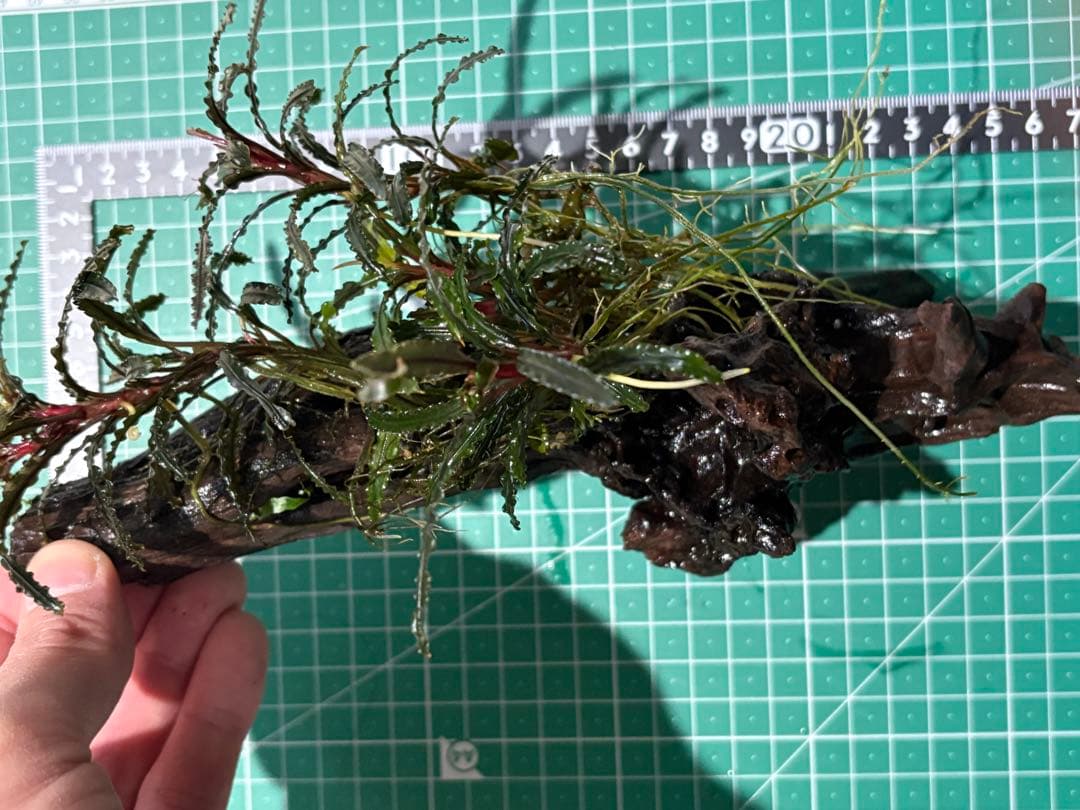 【水中葉】ブセファランドラ sp.Black Wave【流木付き】