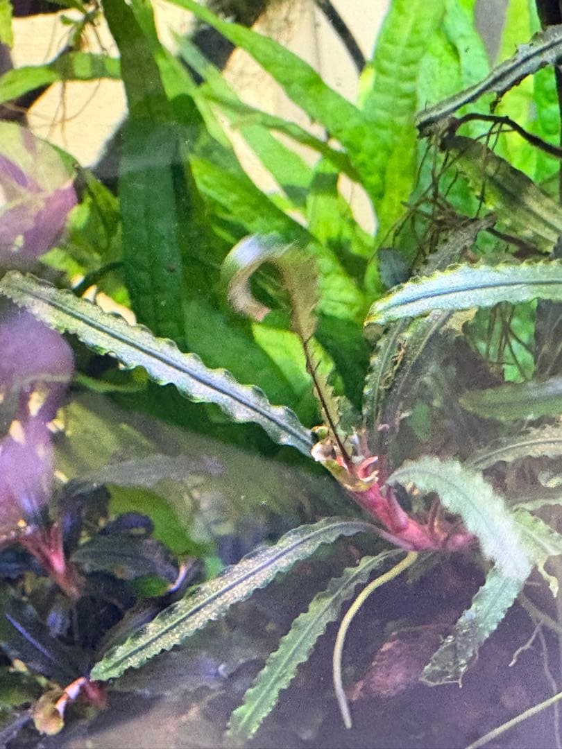 【水中葉】ブセファランドラ sp.Black Wave【流木付き】