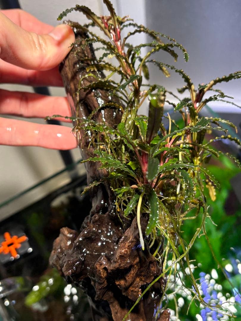 【水中葉】ブセファランドラ sp.Black Wave【流木付き】