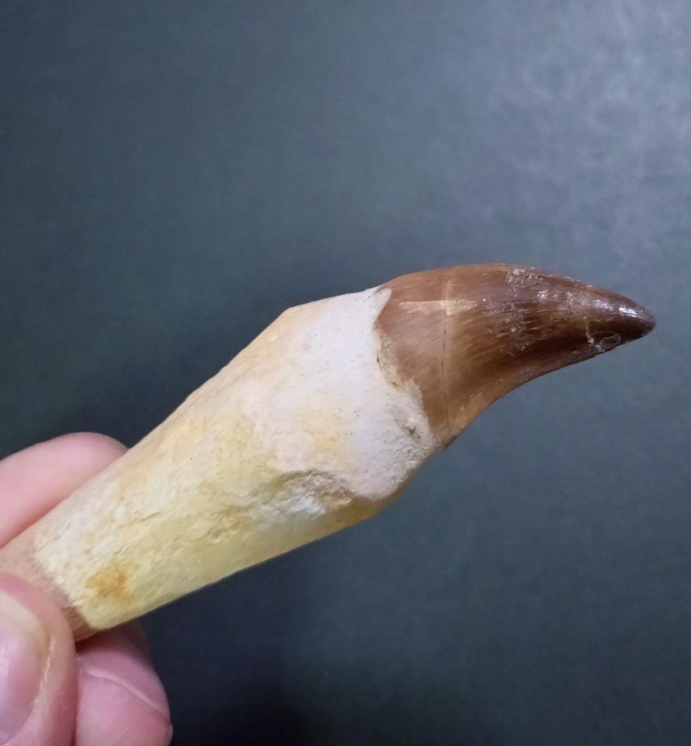 【お買い得本物】モロッコ産モササウルスの歯歯根付3本セット約9cm×3本