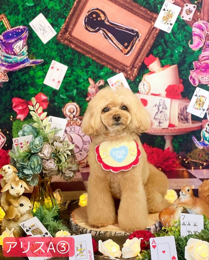 背景布【秋XB】サンプル　ペット撮影用ブース　パンパスグラス　ドライフラワー