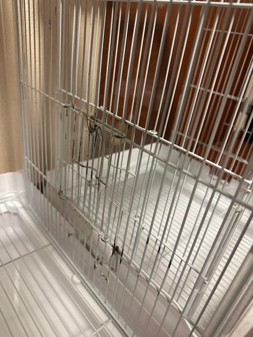 クリアバード40 37