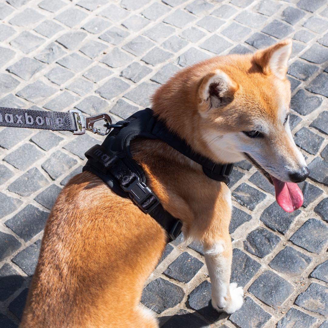 【新品】ハーネス/max-bone/ブラックSサイズ/ラグジュアリーブランド