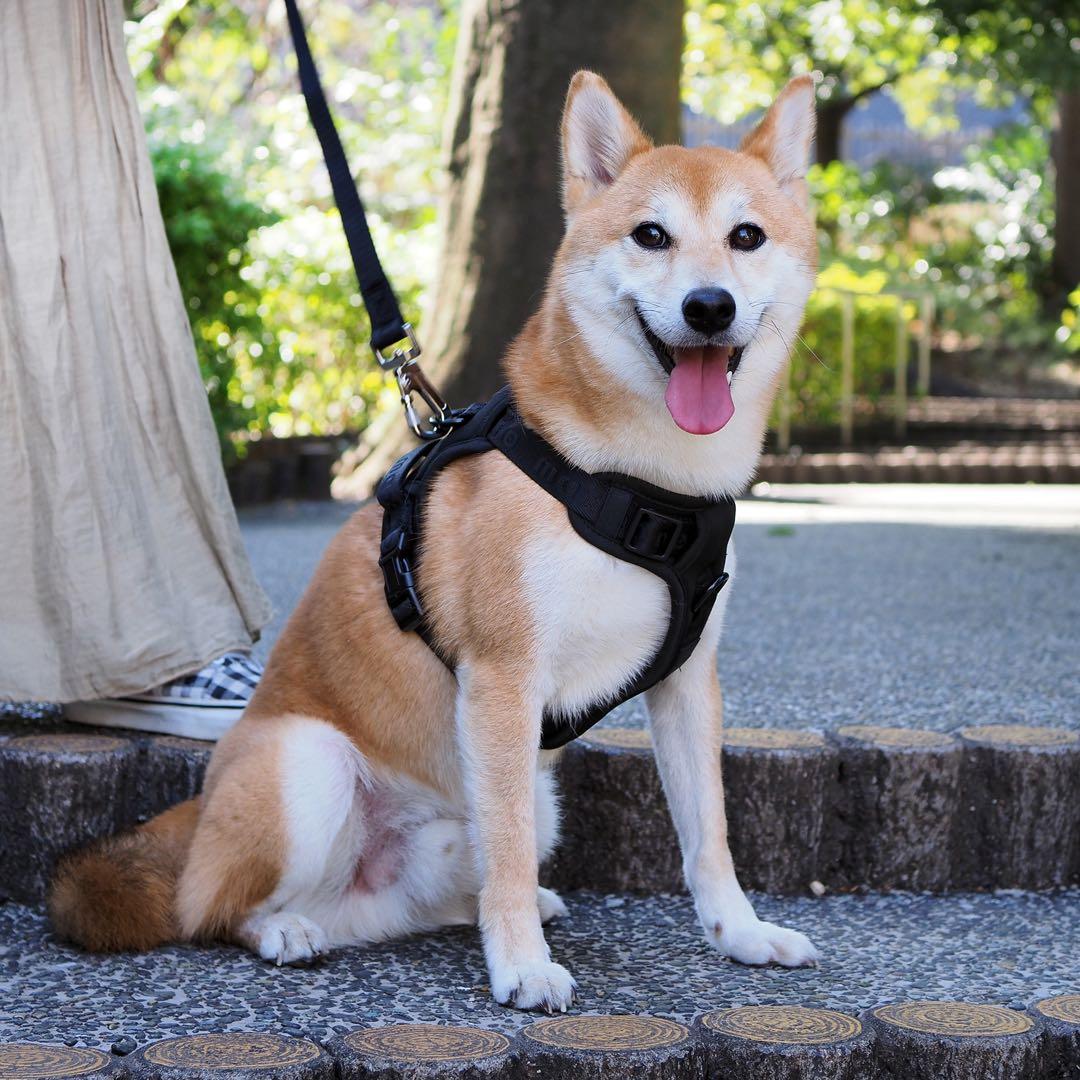 【新品】ハーネス/max-bone/ブラックSサイズ/ラグジュアリーブランド