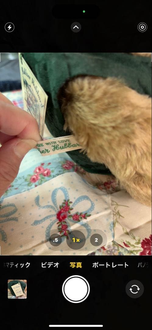 アーリー・アメリカン・テディベア 眼鏡付き