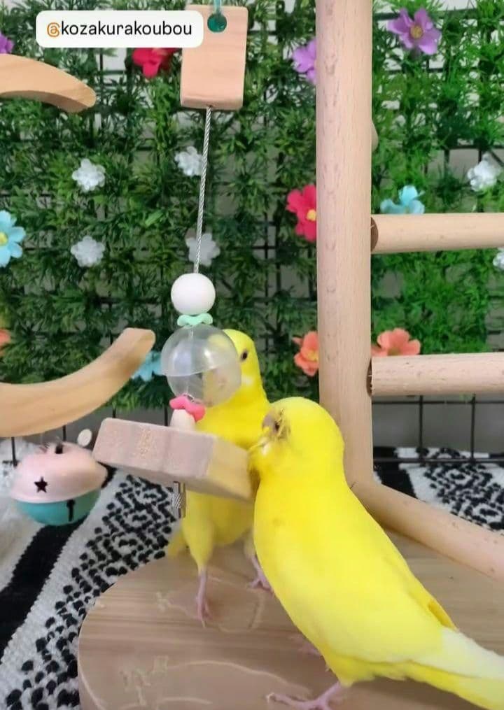 f34　吊り下げタイプのフォージングボール　バードトイ　インコ　フォージングトイ