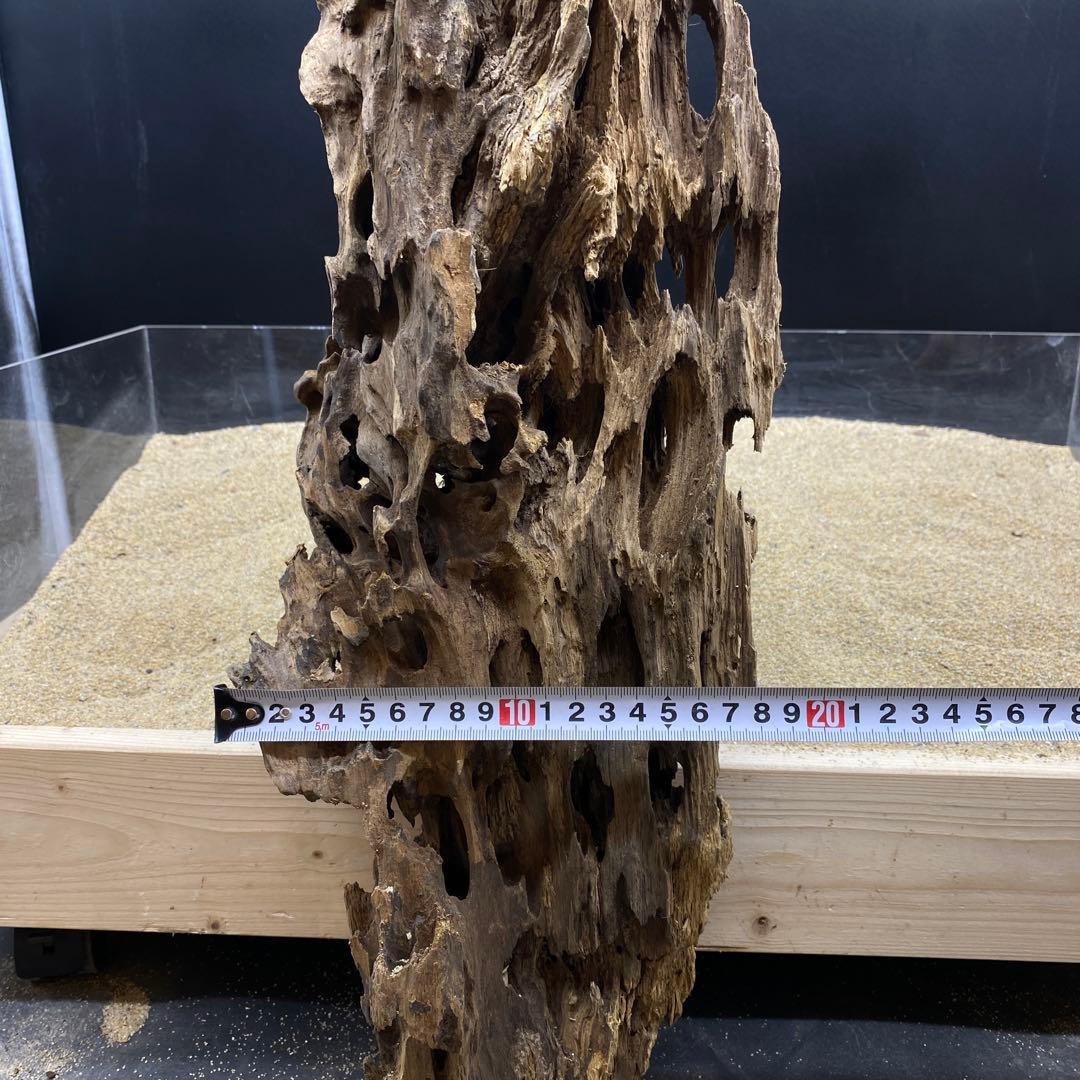 MMW-6463 特大マシンガンウッド　流木　アクアリウム