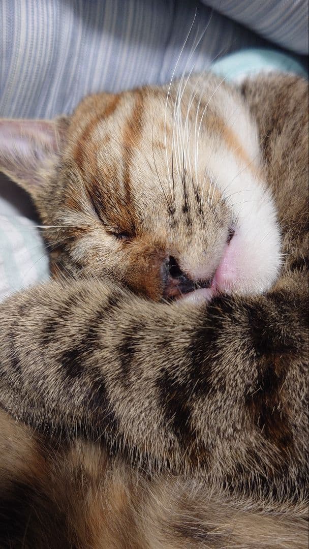 ☆mich☆　ホットウィール5点まとめて☆