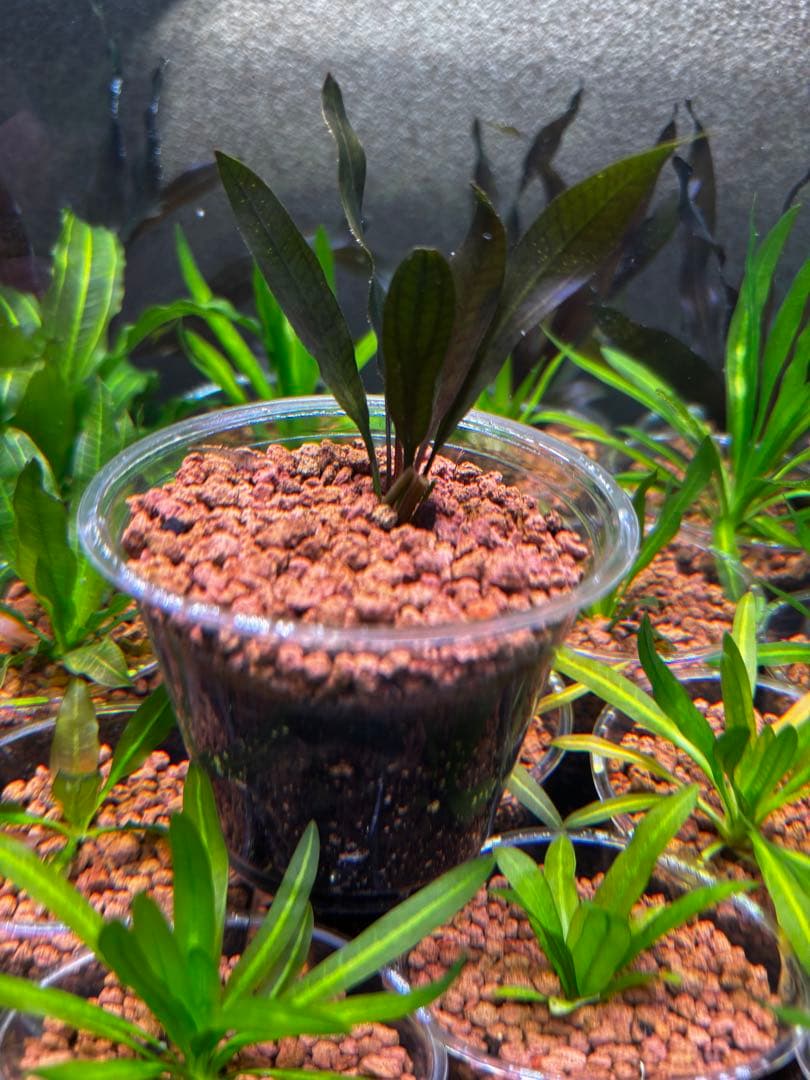 エキノドルス　ホレマニーレッド　バース便