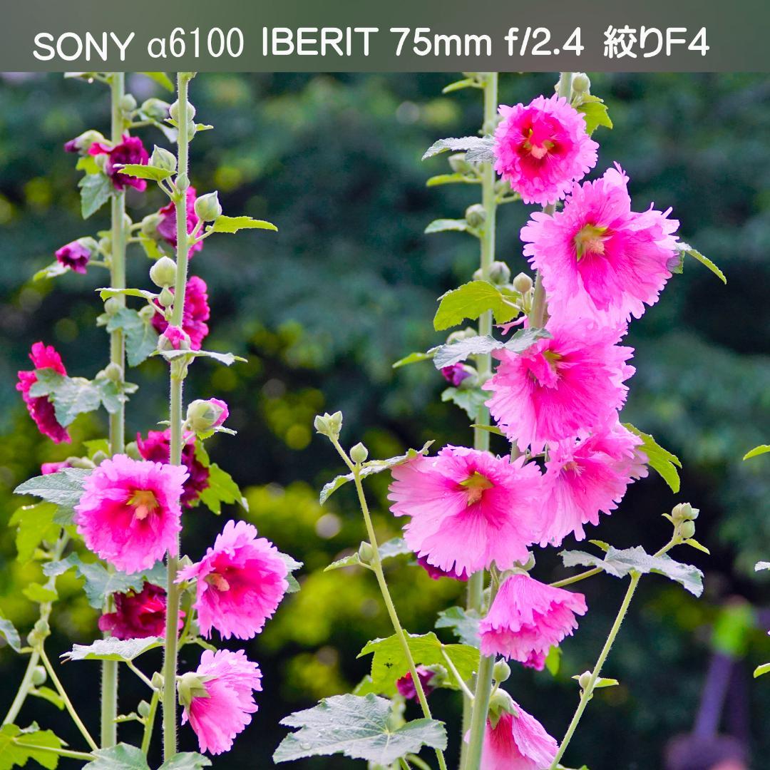 【極美品】IBERIT 75mm f/2.4シルバー，専用フード付，ソニーE用