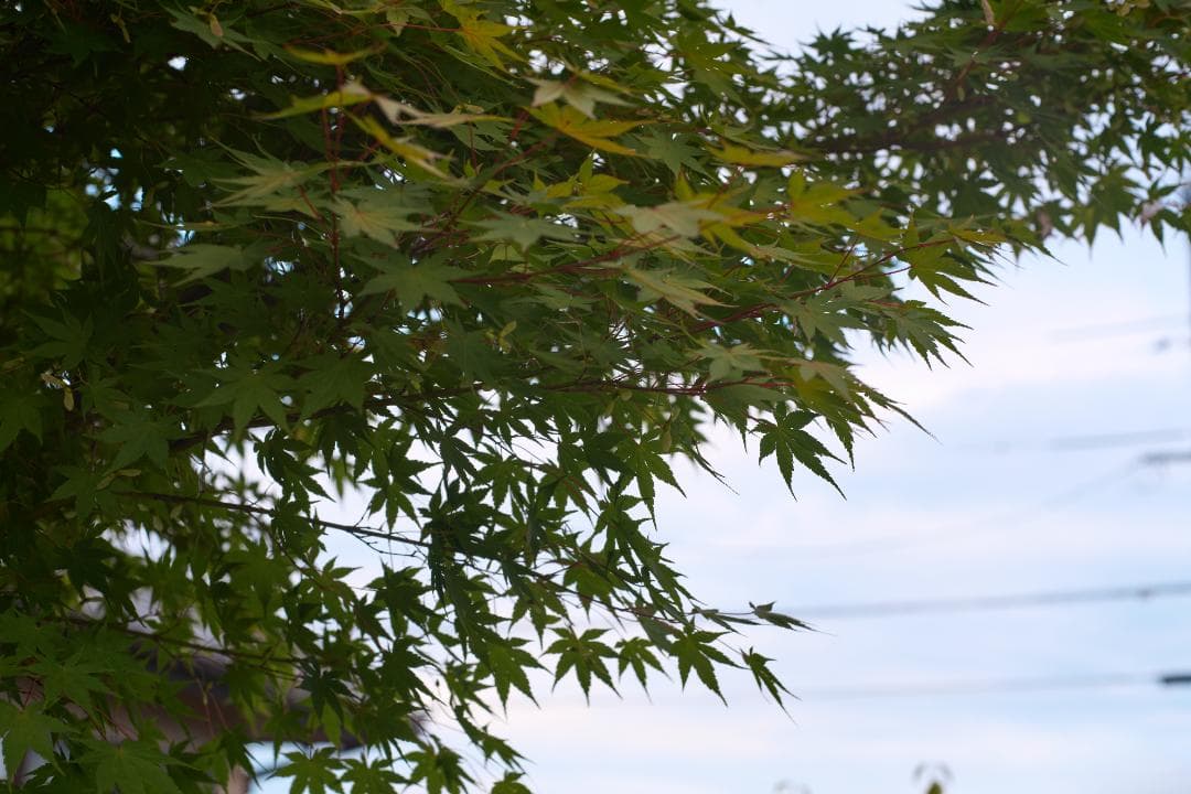 フィルムカメラ OLYMPUS OM-1 / F.ZUIKO AUTO-S 50mm F1.8