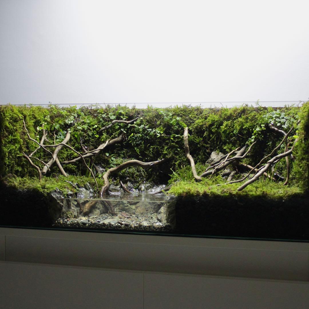 夕方　オーダー作品　アクアテラリウム　イモリウム