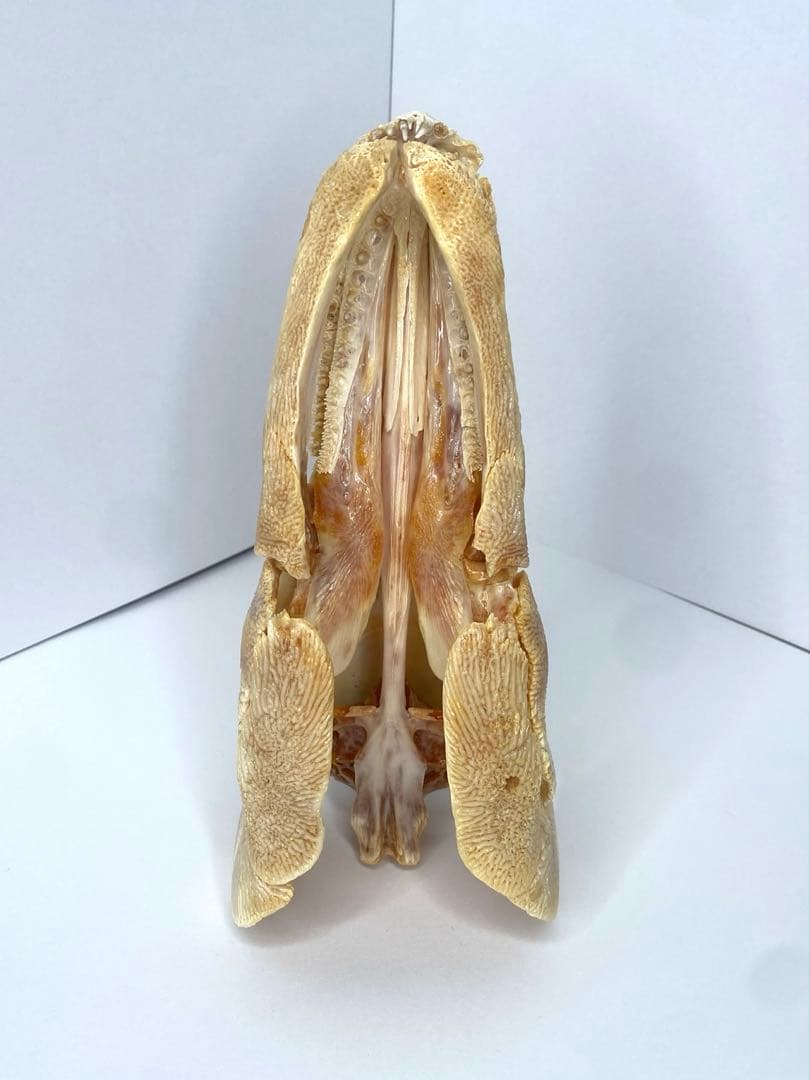 アリゲーターガー　頭骨