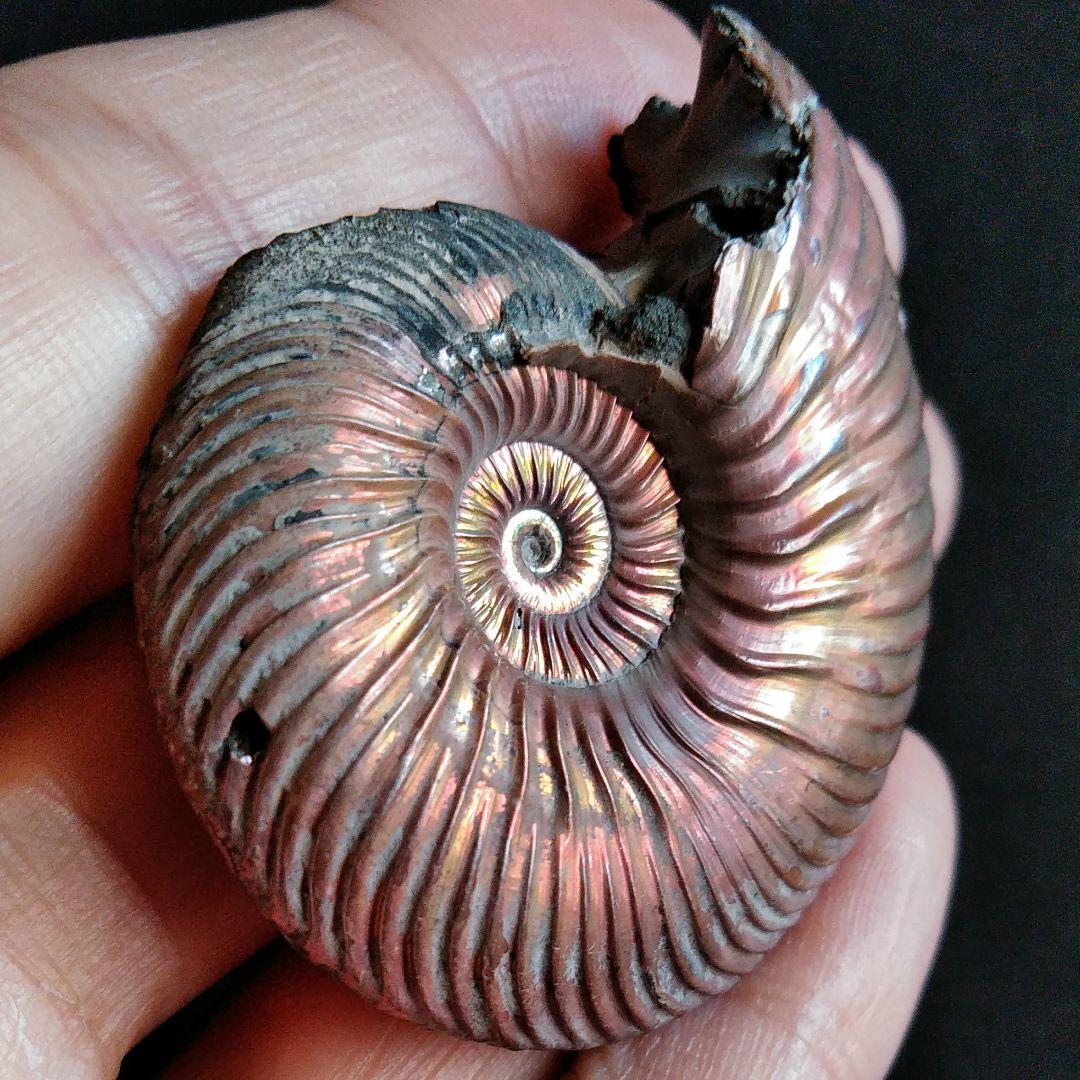 化石　骨格　標本　パイライト　アンモナイト　50mm　レッド系