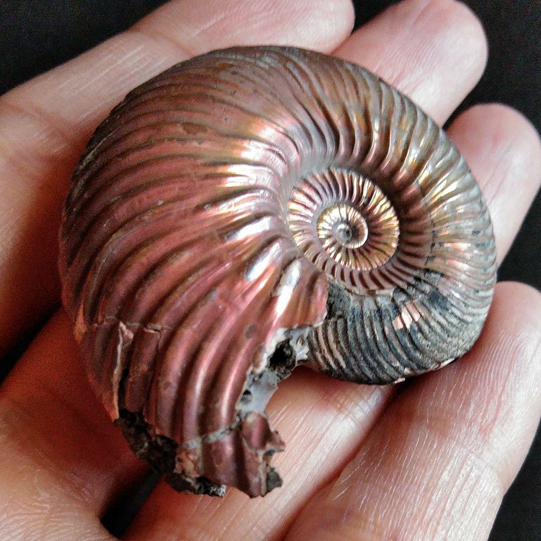 化石　骨格　標本　パイライト　アンモナイト　50mm　レッド系