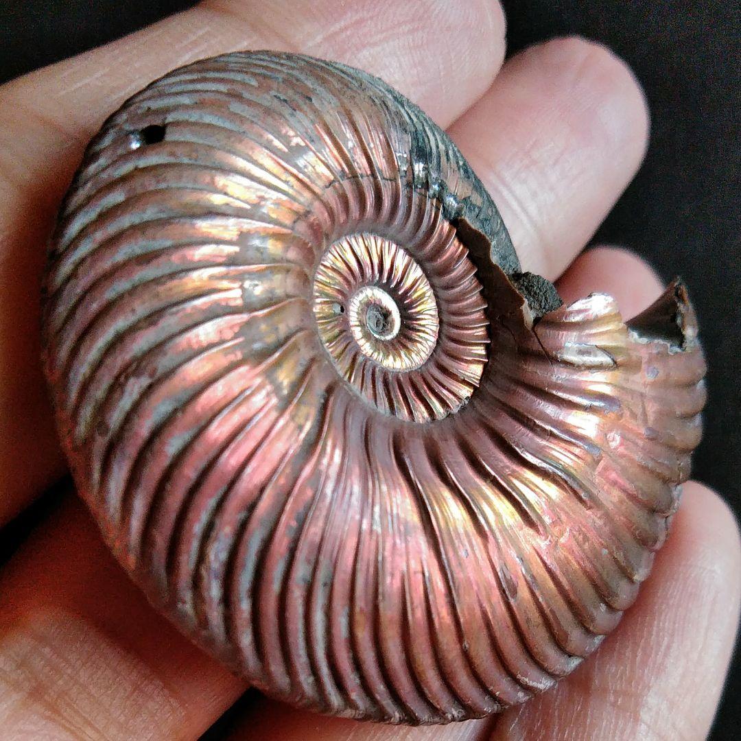 化石　骨格　標本　パイライト　アンモナイト　50mm　レッド系