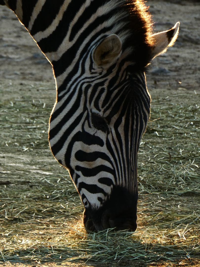 限定カラー Panasonic DC-TZ99 シルバー デジタルカメラ