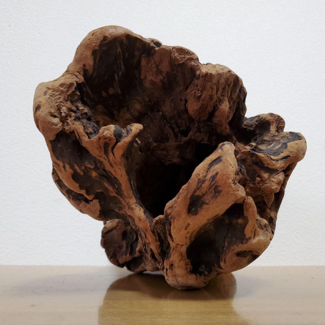 【267】大型流木　インテリアや爬虫類などに　止まり木　アクアリウム