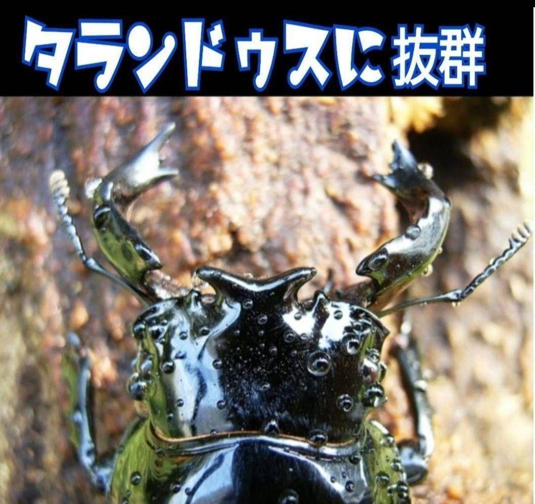 極上！カワラタケ菌糸瓶【9本】特殊アミノ酸強化配合！クワガタ幼虫全般に使えます！