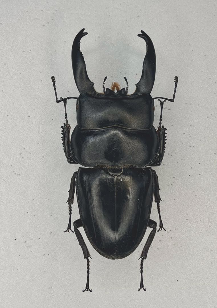 特大アルキデスヒラタクワガタ