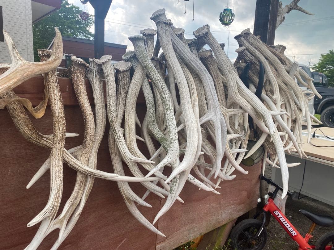 蝦夷鹿のツノ19キロ分