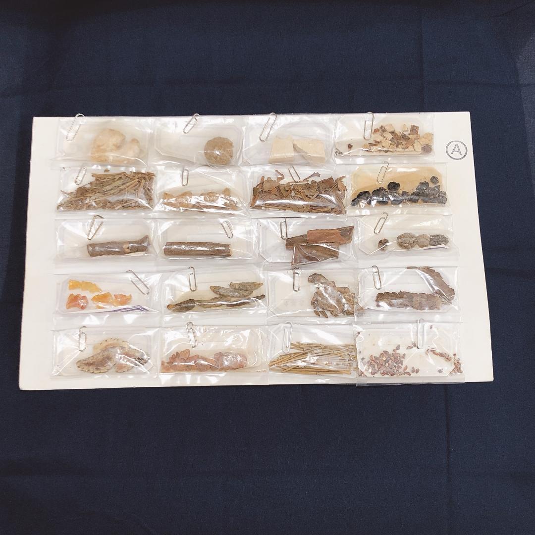 生薬標本一覧　80種　中井廣進堂　漢方　薬膳